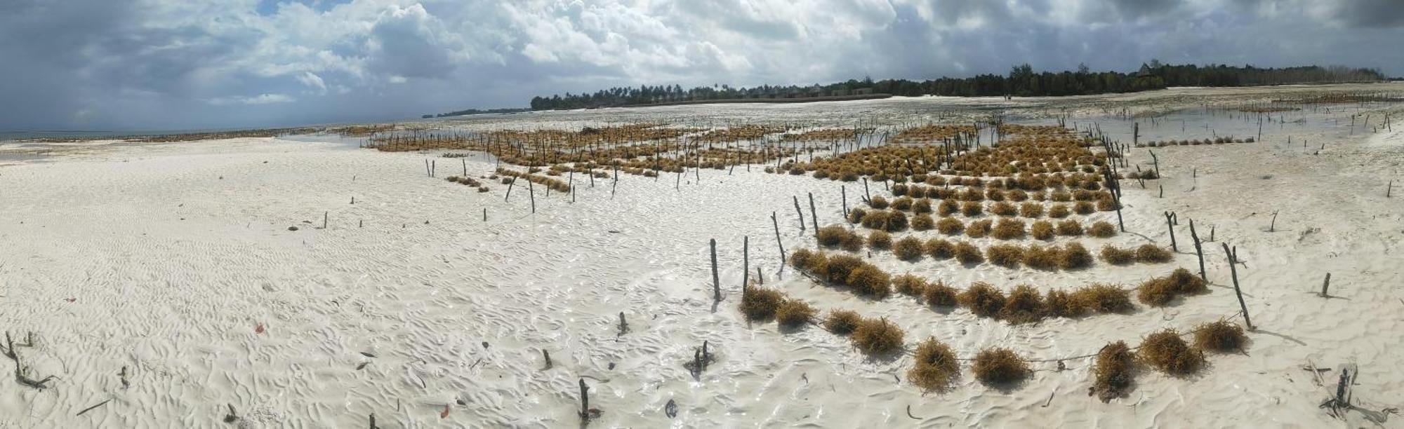Eden Paradise Michamvi Kae Bagian luar foto